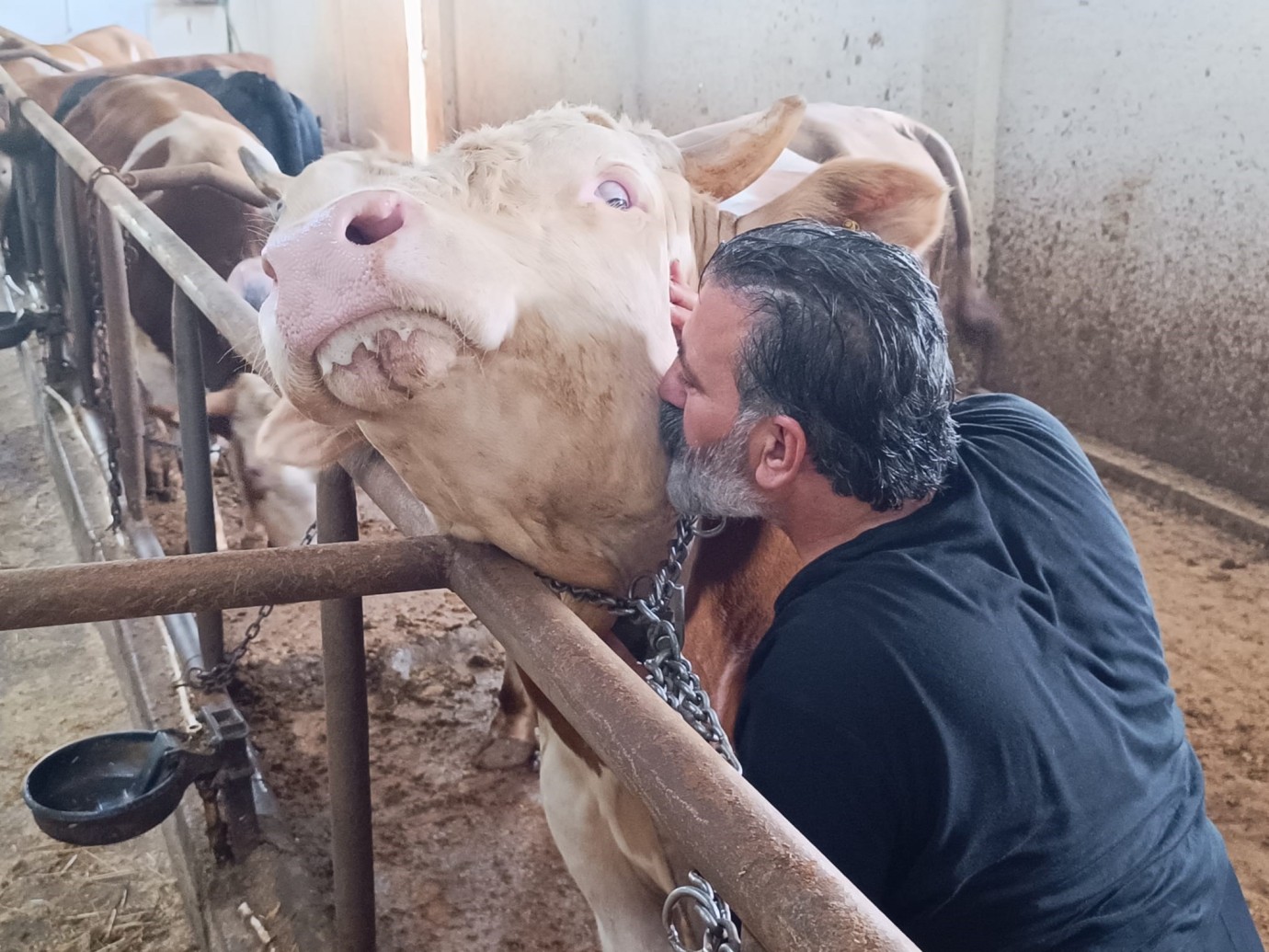 Bu kurbanlığın benzeri çok az, bin 850 kiloluk ‘Paşa' yeni sahibini bekliyor