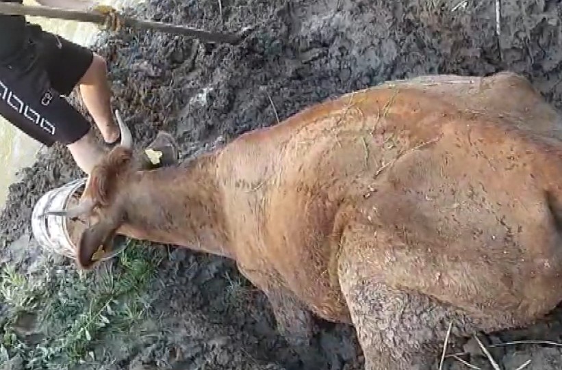 4 gün boyunca kayıptı; bataklıkta bulundu!
