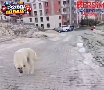 Bu yolda değil araç kullanmak; yürümek bile zor!
