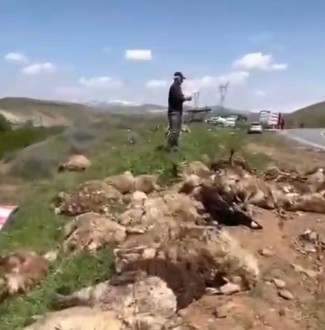 Çemişgezekli üreticinin 90 küçükbaş hayvanı kaza kurbanı