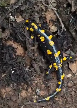 Yağmur Gelinine zarar vermenin bedeli büyük!