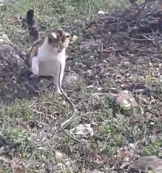 Uykulu olmasa; bu kadar kolay av olmazdı!