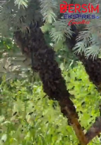 Oğul veren arılar, vatandaşa nasip oldu!