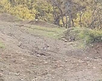 Pülümür’de koruma altındaki vaşak görüntülendi