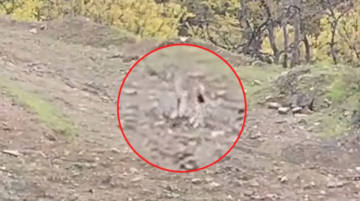 Pülümür’de koruma altındaki vaşak görüntülendi