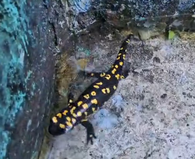 Lekeli Semender Bu Kez Köy Çeşmesinde Görüntülendi