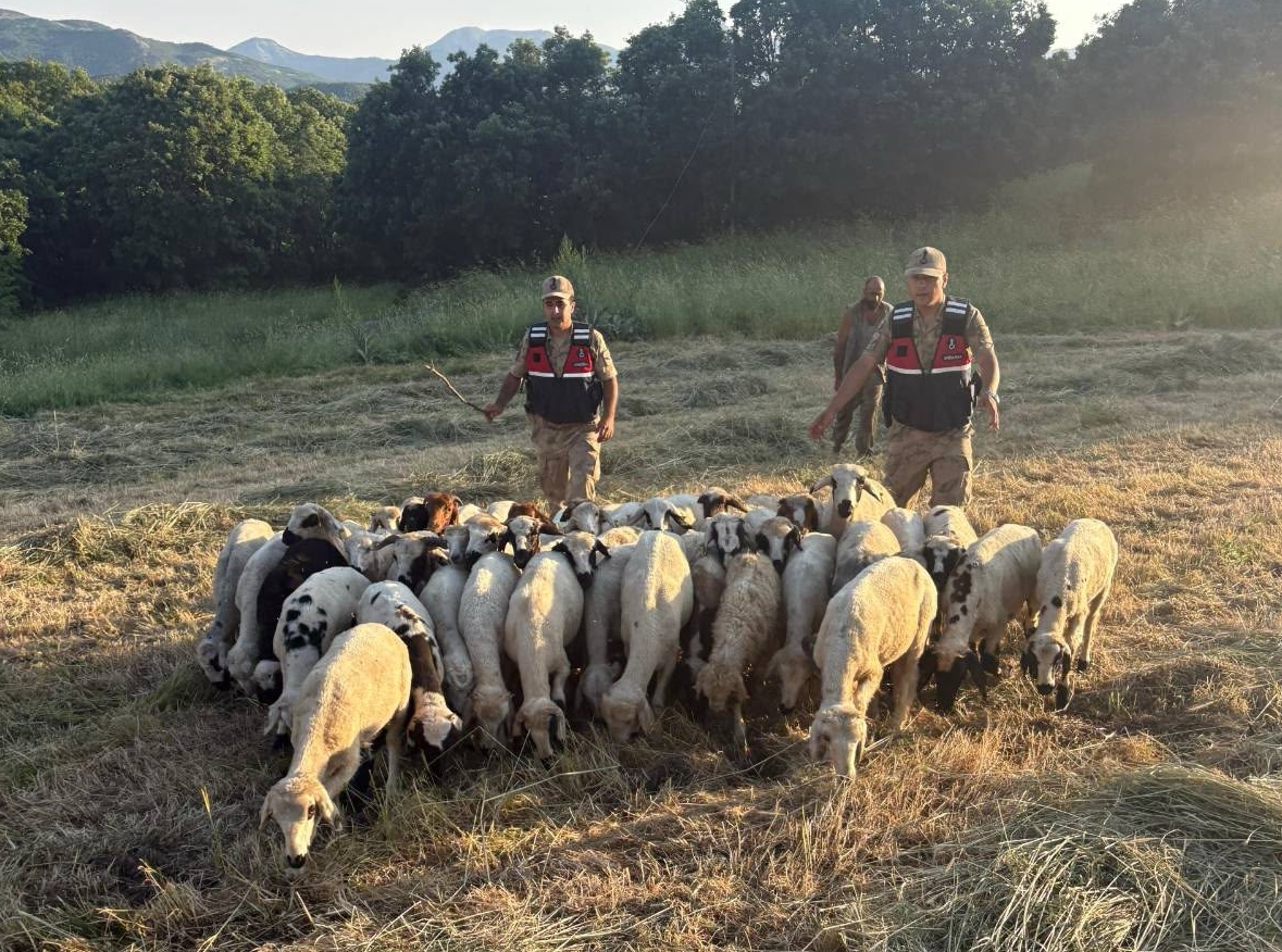 Kayıp 32 Küçükbaş Hayvan Drone Destekli Aramayla Bulundu