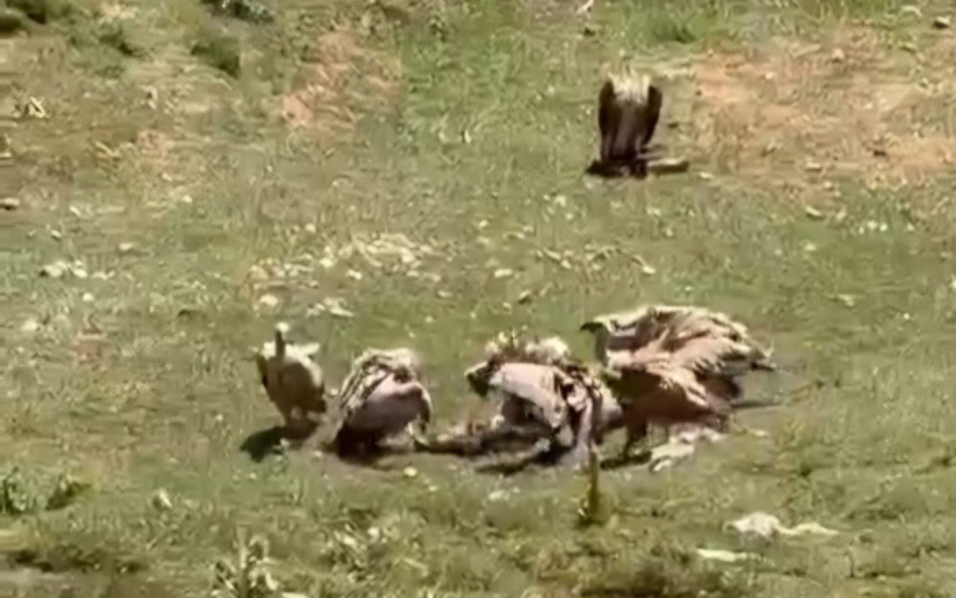 Ovacık’ta Akbabalar, Leş Başında Görüntülendi