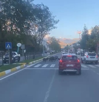 Gündüz vakti yoldan geçen domuz sürüsü şaşırttı