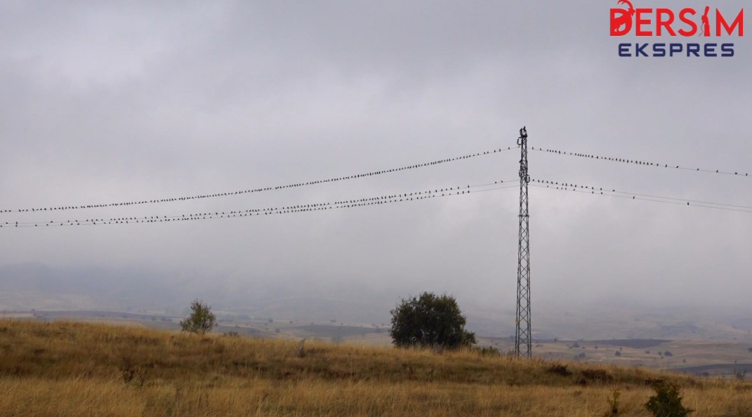 Elektrik tellerine konan kuşlar ilginç görüntü oluşturdu