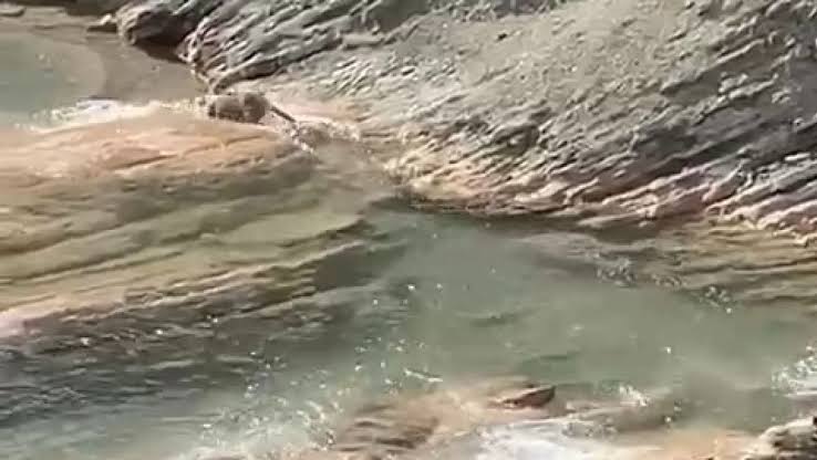  Koruma altındaki su samuru balık avlarken görüldü