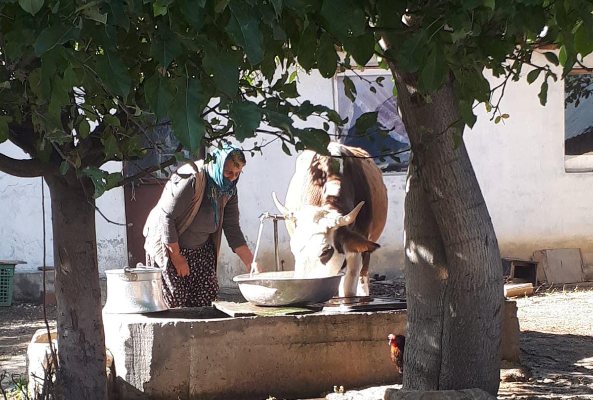 Tek geçim kaynaklarını kaybeden aileye inek hediye edildi