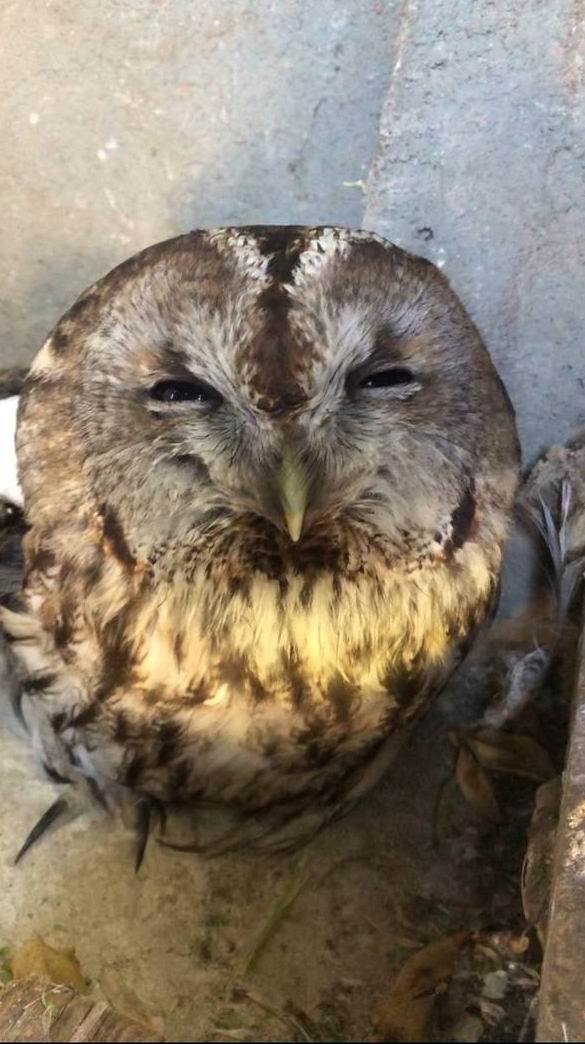 Yaralı halde bulunan alaca baykuş tedavi altına alındı