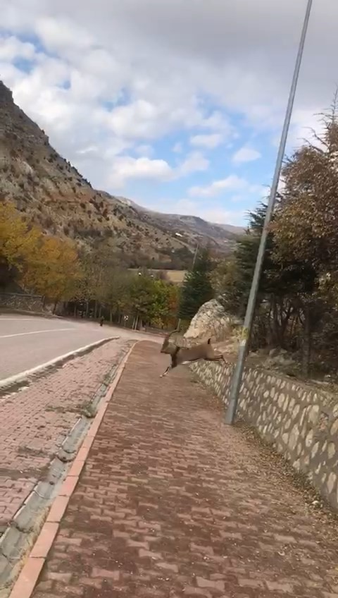 Çemişgezek merkeze kadar indiler!