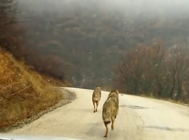 Dersim'de köy yoluna inen kurtlar görüntülendi