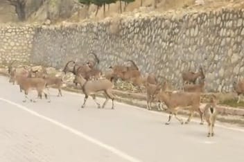 Çemişgezek'te yaban keçileri sürü halinde ilçe merkezine indi