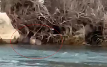 Pülümür Çayı’nda su samuru görüntülendi
