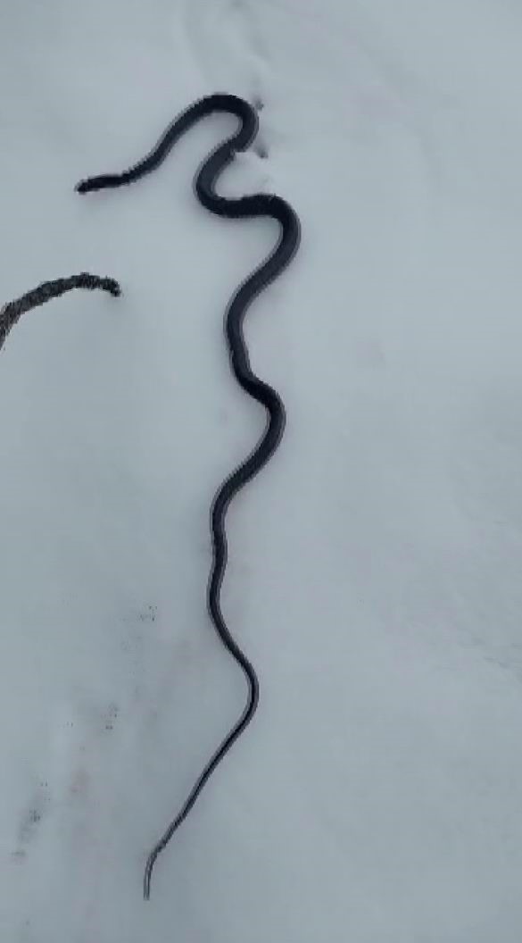 Kış uykusunda olması gereken yılanlar karların üzerinde belirdi