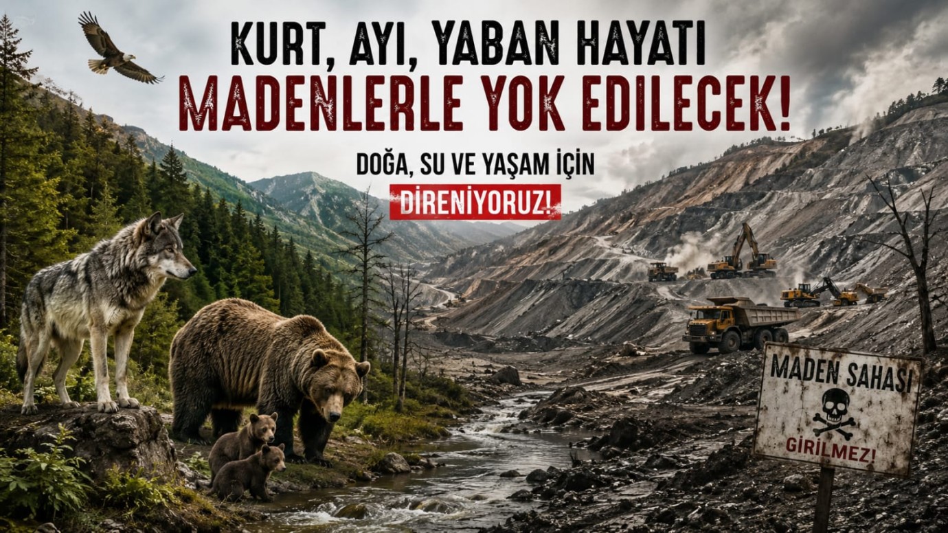 Maden yapılması planlanan alanda kurt ve ayı görüntülendi