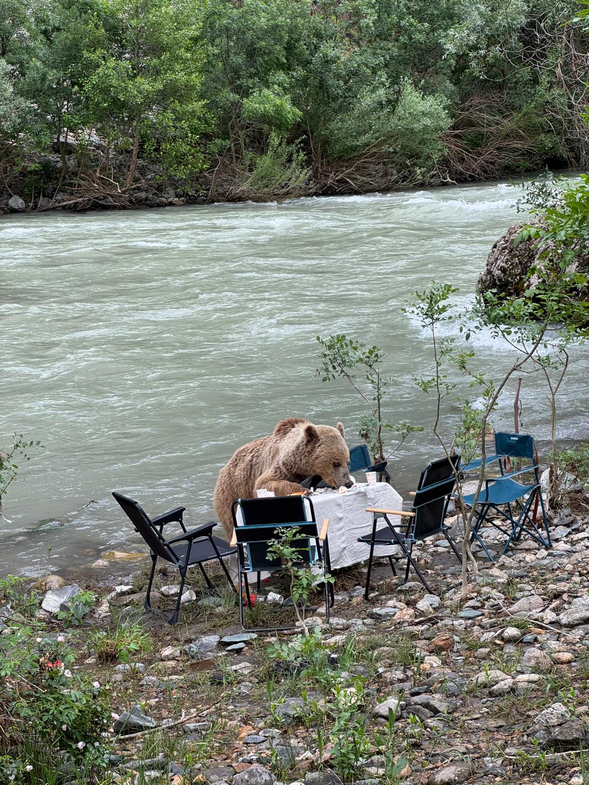 Munzur Vadisi'nde Piknik Masasına Gelen Ayı Karnını Doyurdu