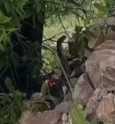 Devasa yılan arazide gezen vatandaşın kamerasına yansıdı
