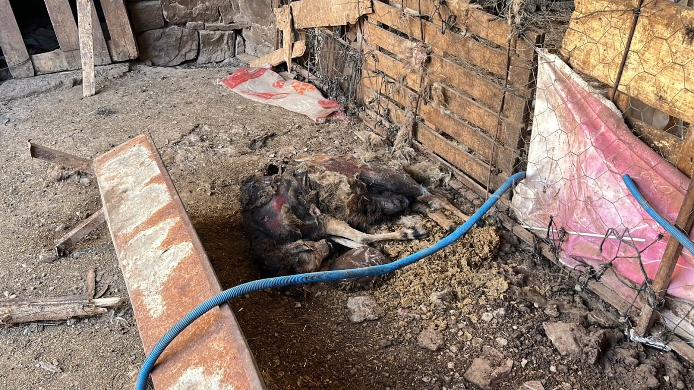 Ahıra giren ayı 11 küçükbaş hayvan ile 2 köpek yavrusunu öldürdü