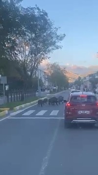 Gündüz vakti yoldan geçen domuz sürüsü şaşırttı