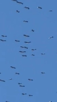 Leylekler, göç yoluna düştü!