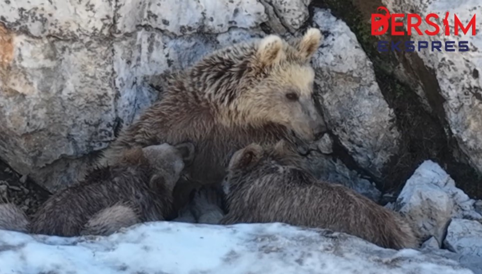Dersim’in muhteşem doğasını görüntülerken emziren anne ayıya denk geldi