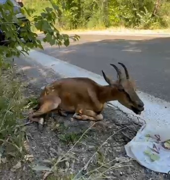 Milli Park’ta aracın çarptığı yaban keçisi öldü