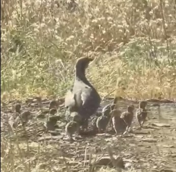 Ekolojik açıdan büyük öneme sahip kınalı ve yavruları görüntülendi