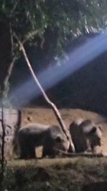 Boz ayıların yiyecek arayışı