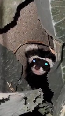 Haber videoları