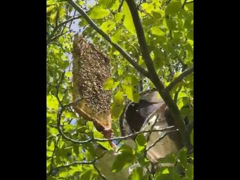 Oğul veren arıları ağaçtan kovana aldı