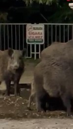 Aç kalan yaban domuzları, kentin en işlek meydanına indi